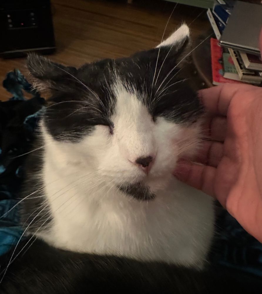 Black and white cat looking at me cutely