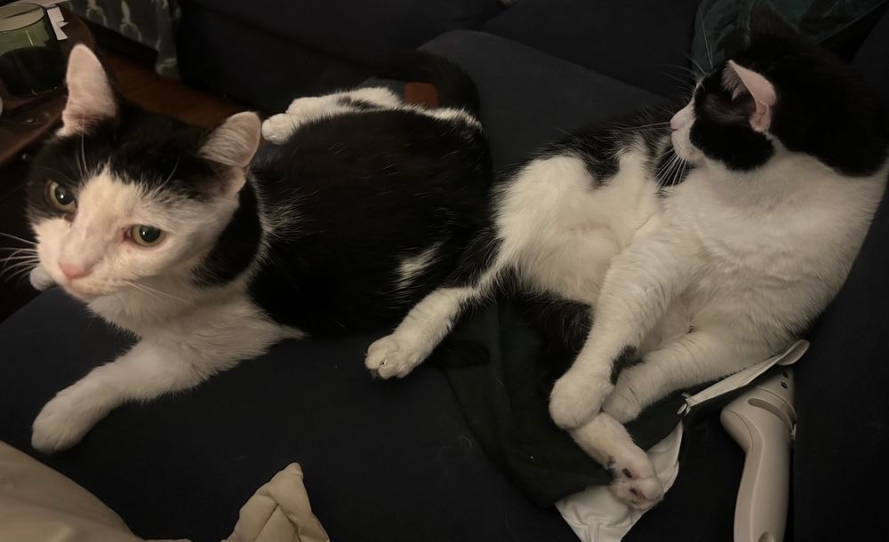 Two black and white cats hanging out 