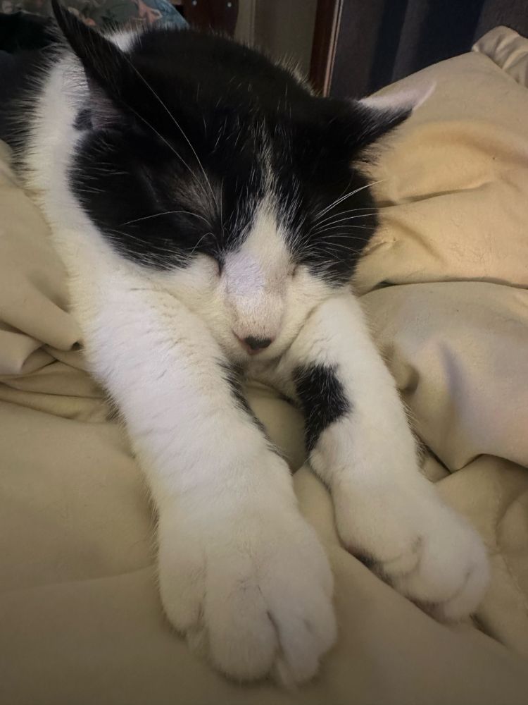 Sleeping black and white cat