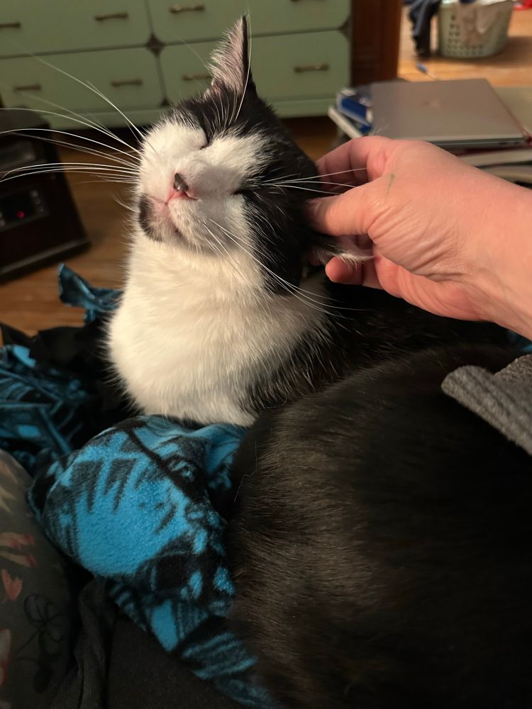 Black and white cat looking at me cutely