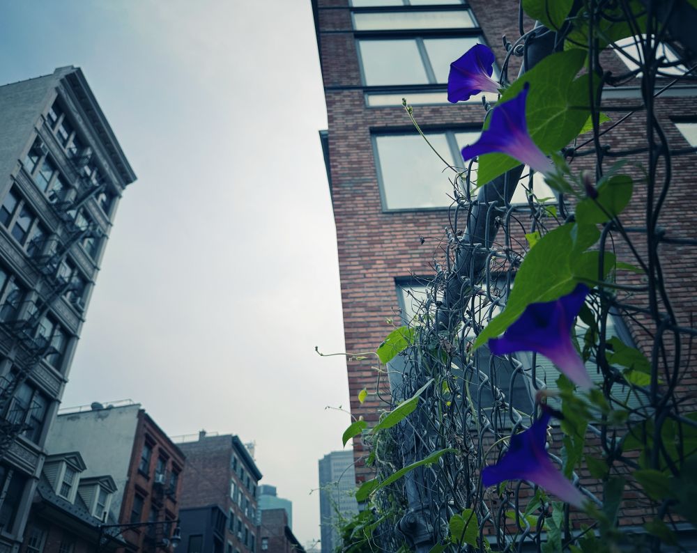 Flowers on a chain link fence in the city 