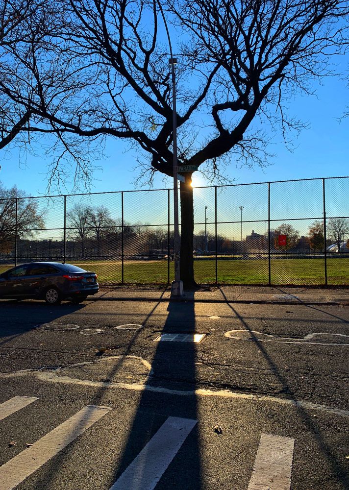 A tree and fence casting shadows on a city street