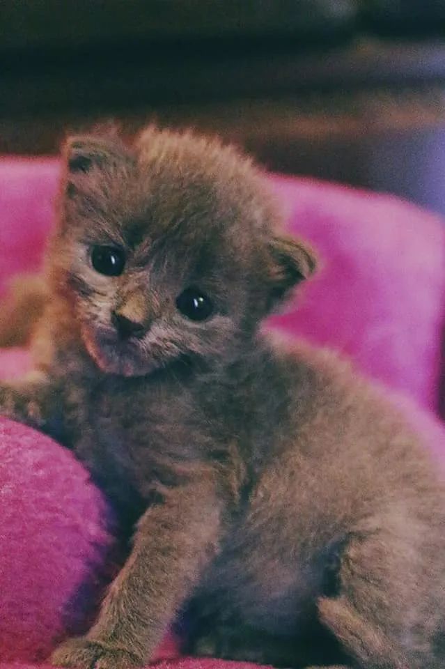 Gray kitten on a fuchsia blanke, most of his body is in frame. He is leaning on his side, one arm stabilizing him and the other holding him up. He is looking directly into the camera. His round belly is visible. 