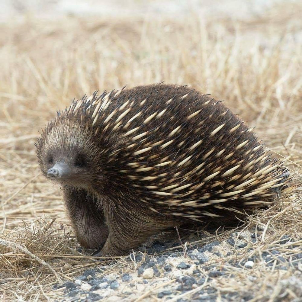 echidna. full body photography of an echidna walking in hay but taking a pensive pause. 