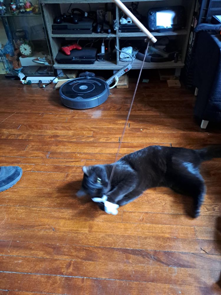 Black cat laying down on his side and playing with with a cat toy hanging on a string