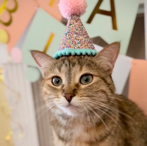 Cat wearing a party hat