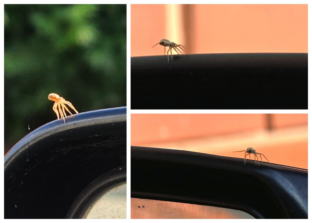 A collage of three pictures of a spider on the side mirror of a car. Far left, the spider is lit up by the sun and stretchibg up. In the two on the right, he's stomping along the top of the mirror and gesturing