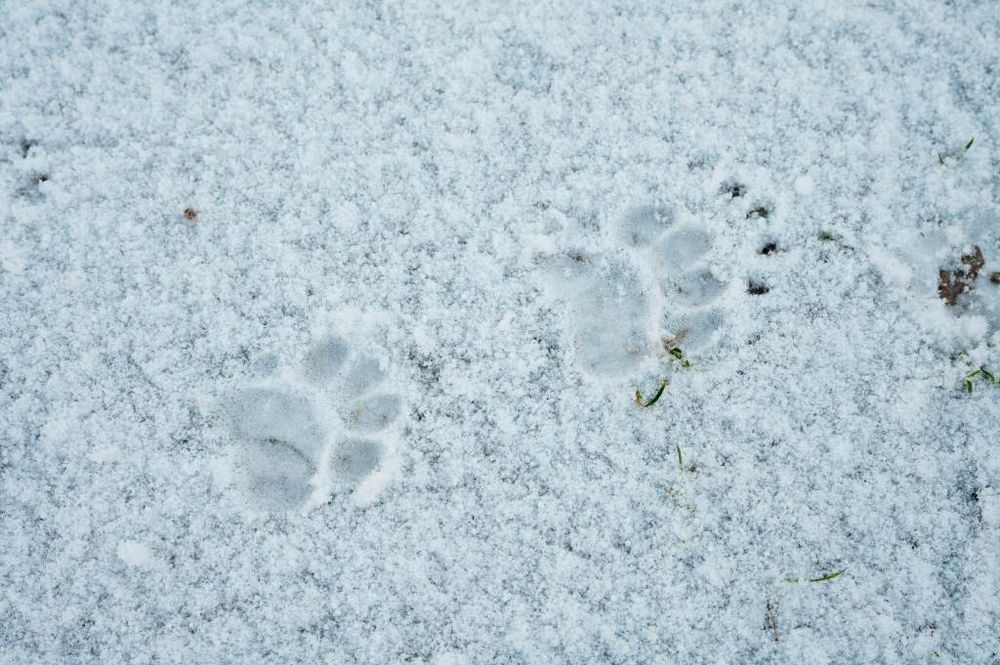 Paw print in the snow