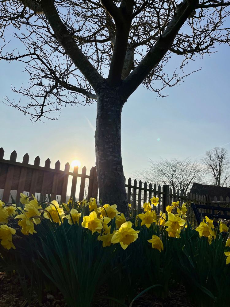 A tree with lots of daffodils at its base