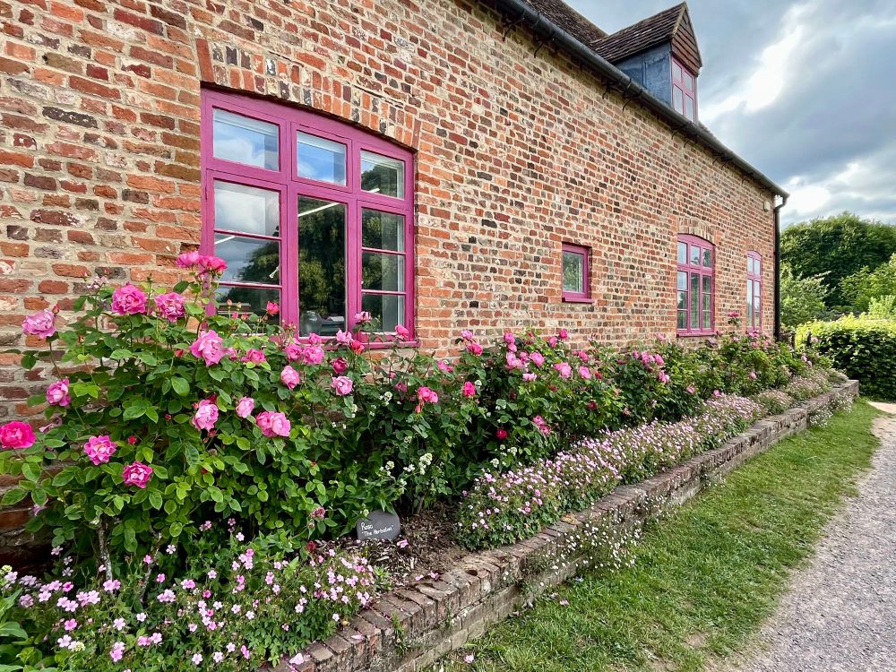 Pink roses in bloom outside a brick cottage with red window frames.
