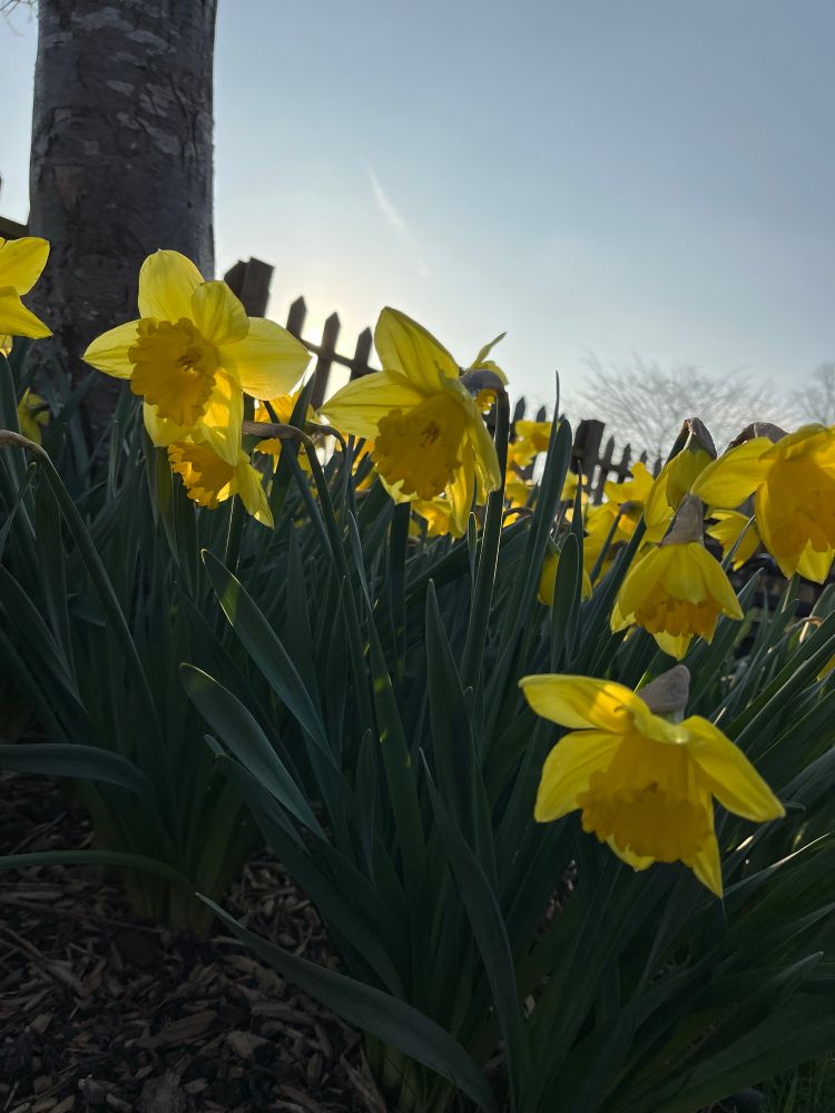 Daffodils in bloom 