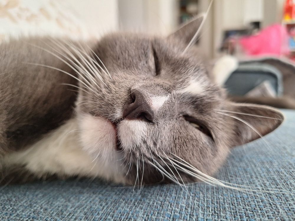 Grey and white adult cat with eyes slightly close lying down on a blue couch