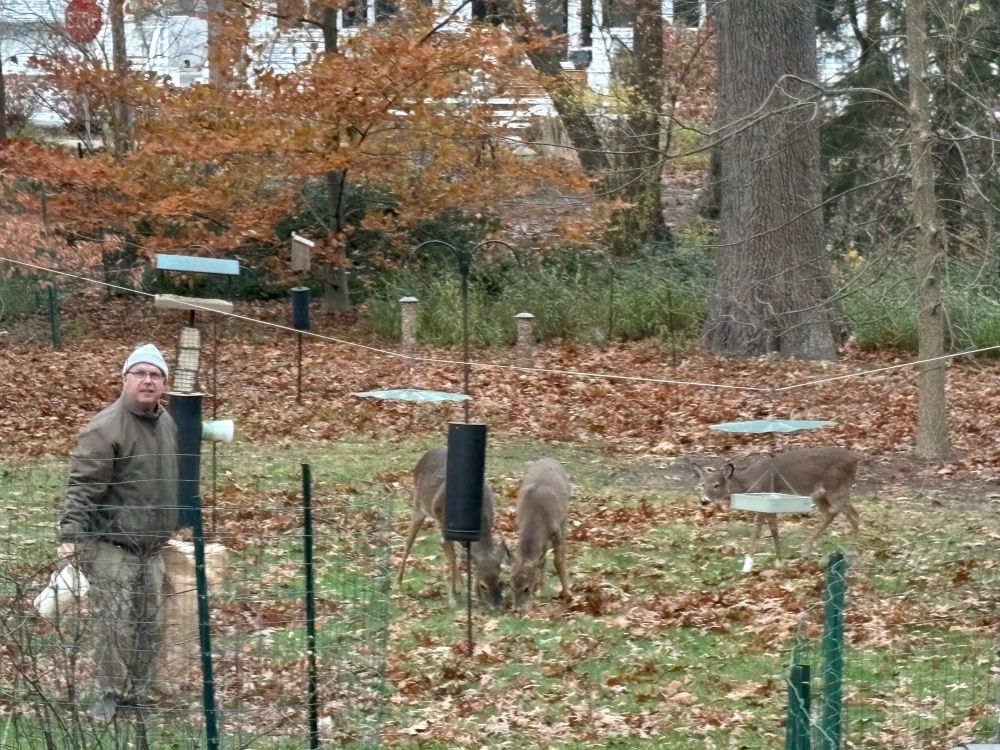 Deer being fed on Thanksgiving. 