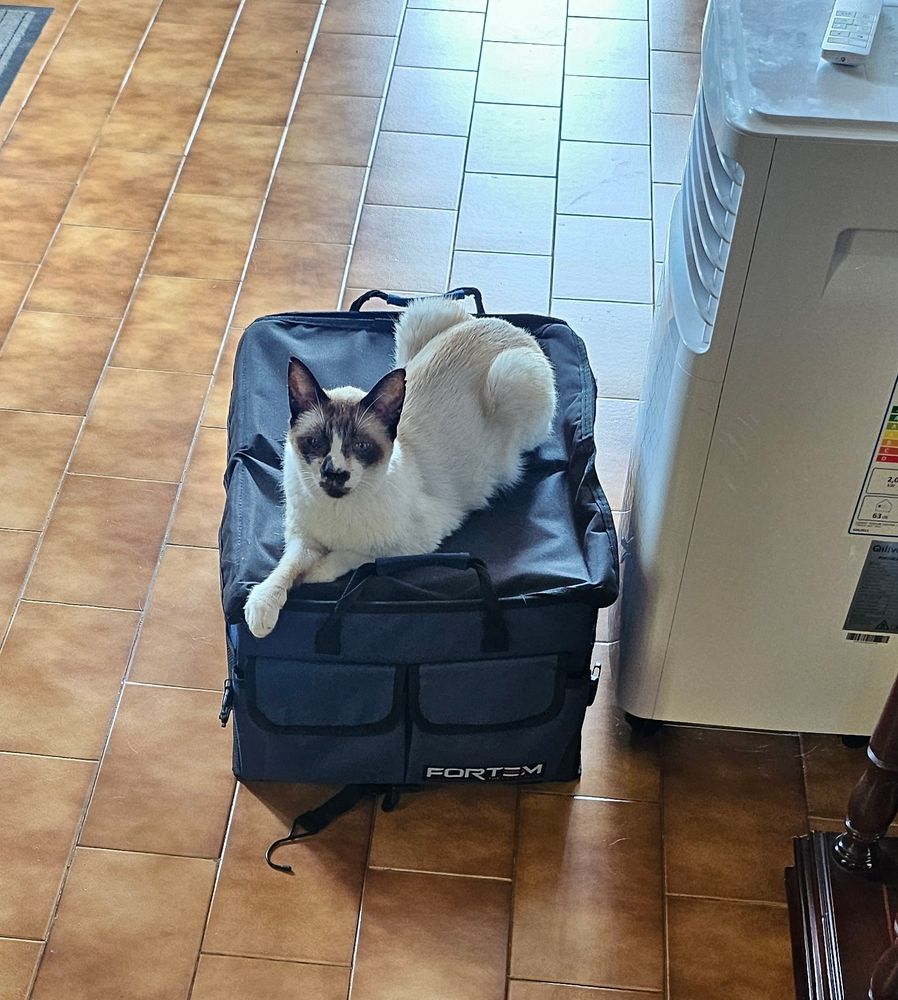 Cat on a bag
