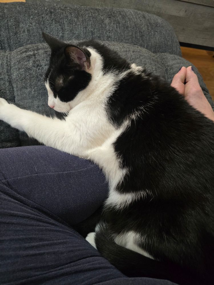 Tuxedo cat sleeping over a leg