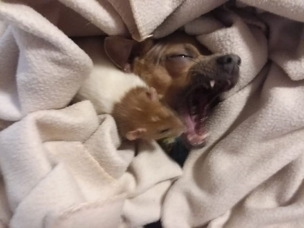 A brown chihuahua's face sticking out ofa blanket, mouth wide open. A brown and white rat is sniffing his tongue. 
