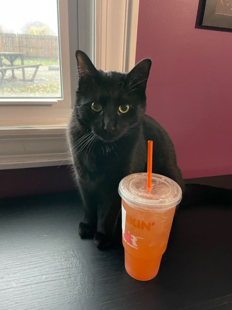 A recreation of the first image. Mae is now much taller and easily clears the height of the Dunkin cup.