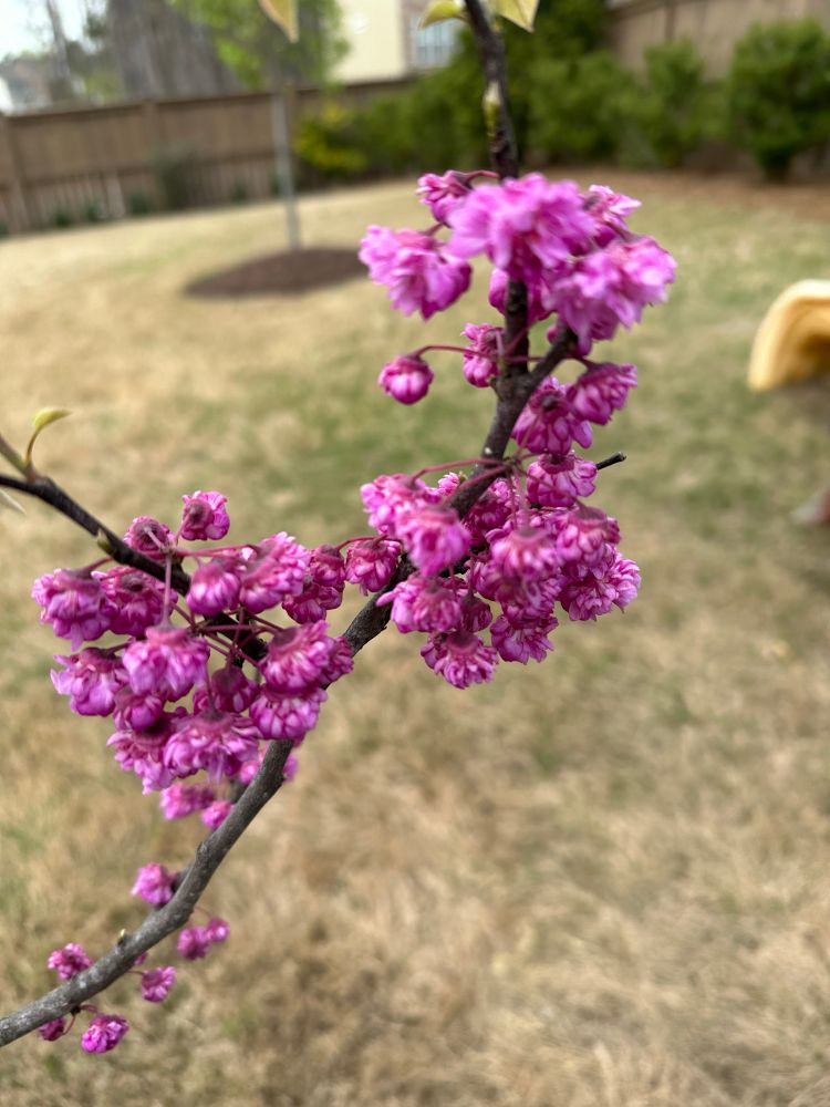 Pink flowers on a tree branch in front of dormant grass.