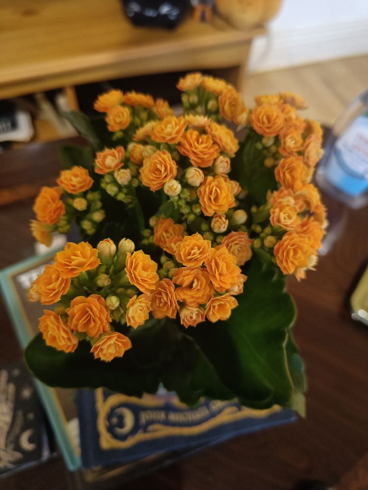 A Kalanchoe with dozens of tiny orange flowers and big green wavy leaves 