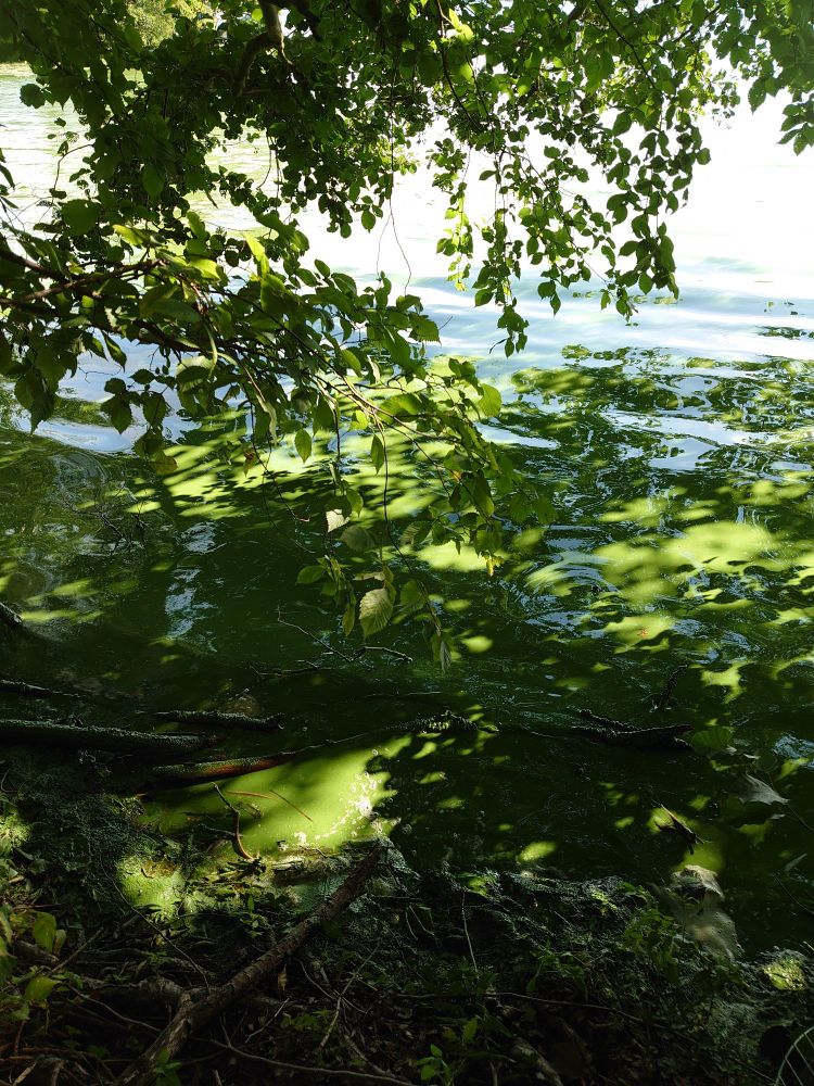 Algenteppich auf Havelwasser darüber grünes Laub an Geäst