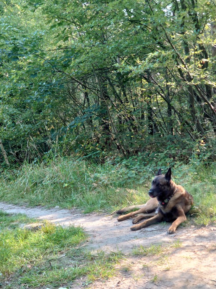 Ein Schäferhund liegt auf einem Sandweg vor Gras und Bäumen 