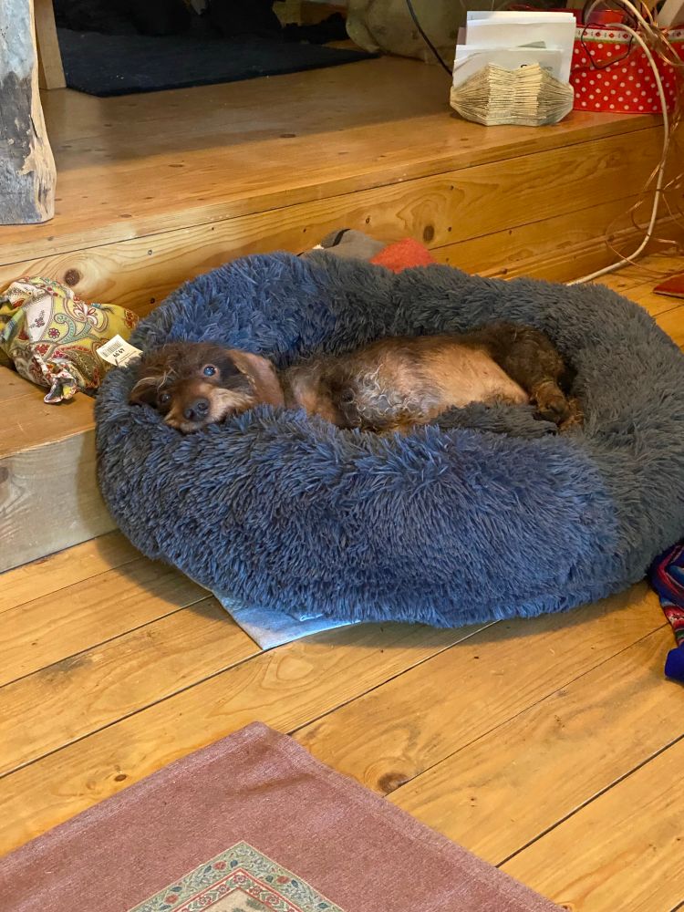 Lemmy in seinem neuen Plüschring.