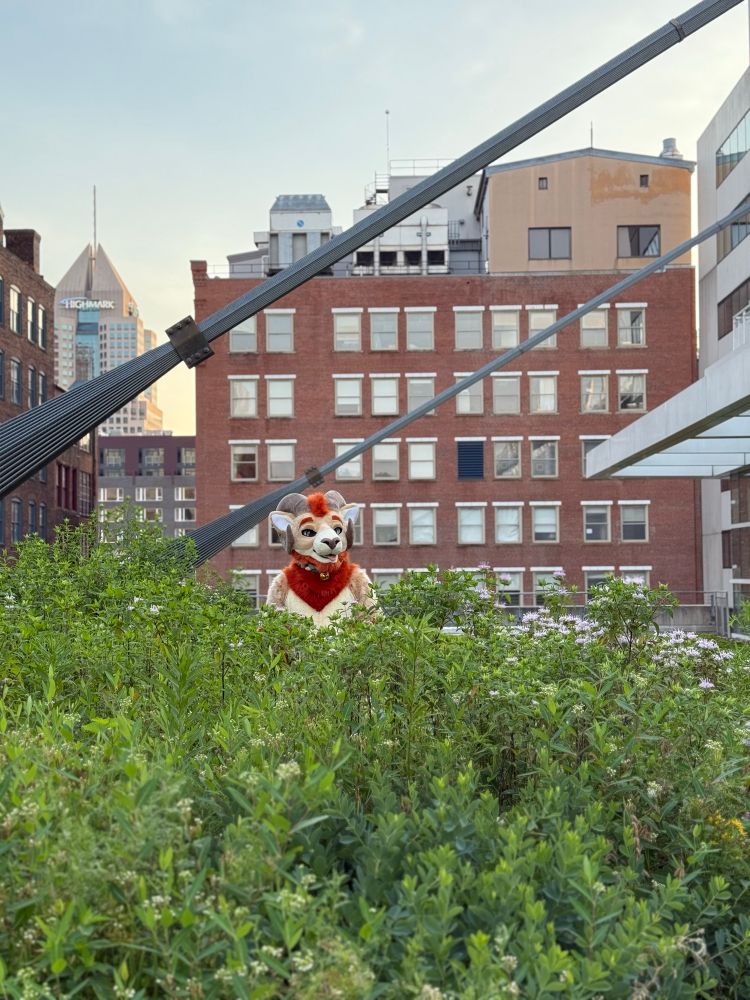 Faar the ram grazing the fine pickings of food on the convention center roof. 