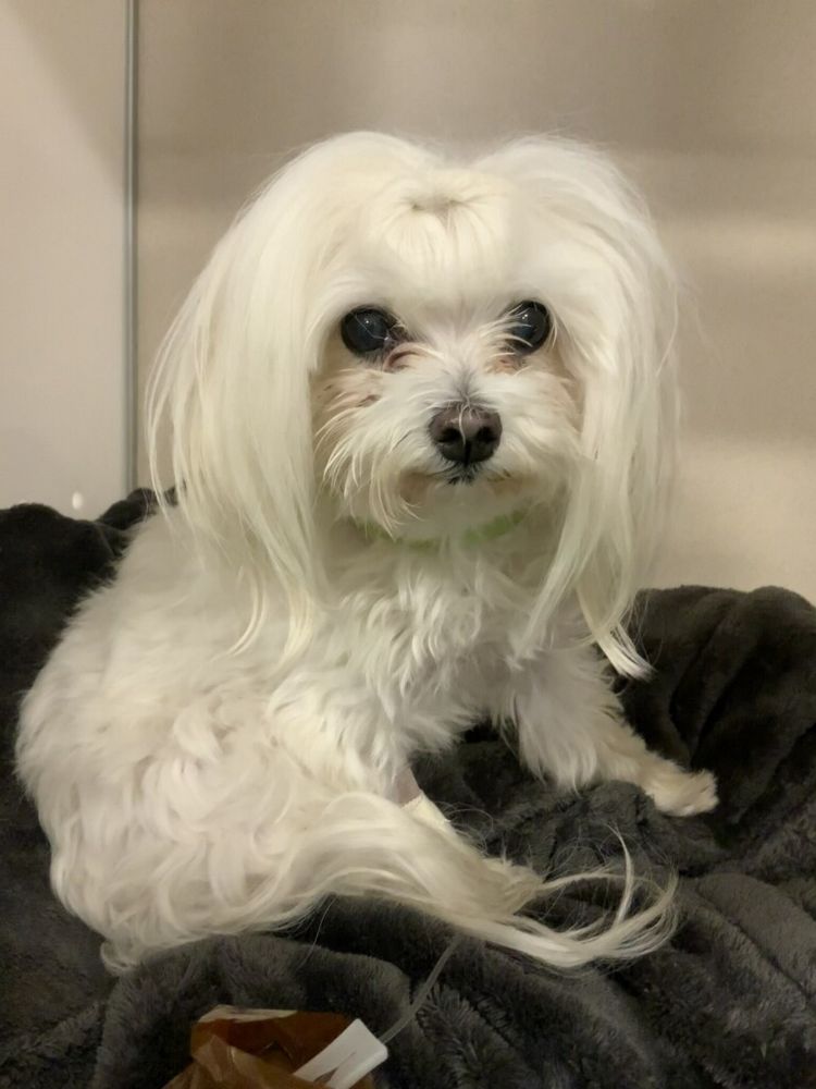 Mya, a white teacup Maltese with an IV in one arm on a black blanket recovering from pulmonary edema and congestive heart failure 