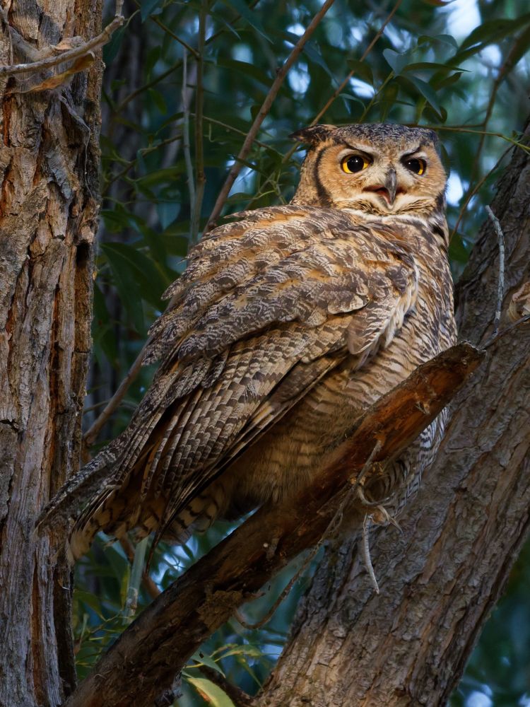 An owl looking regal in a tree branch, unusually lit by direct sunlight 