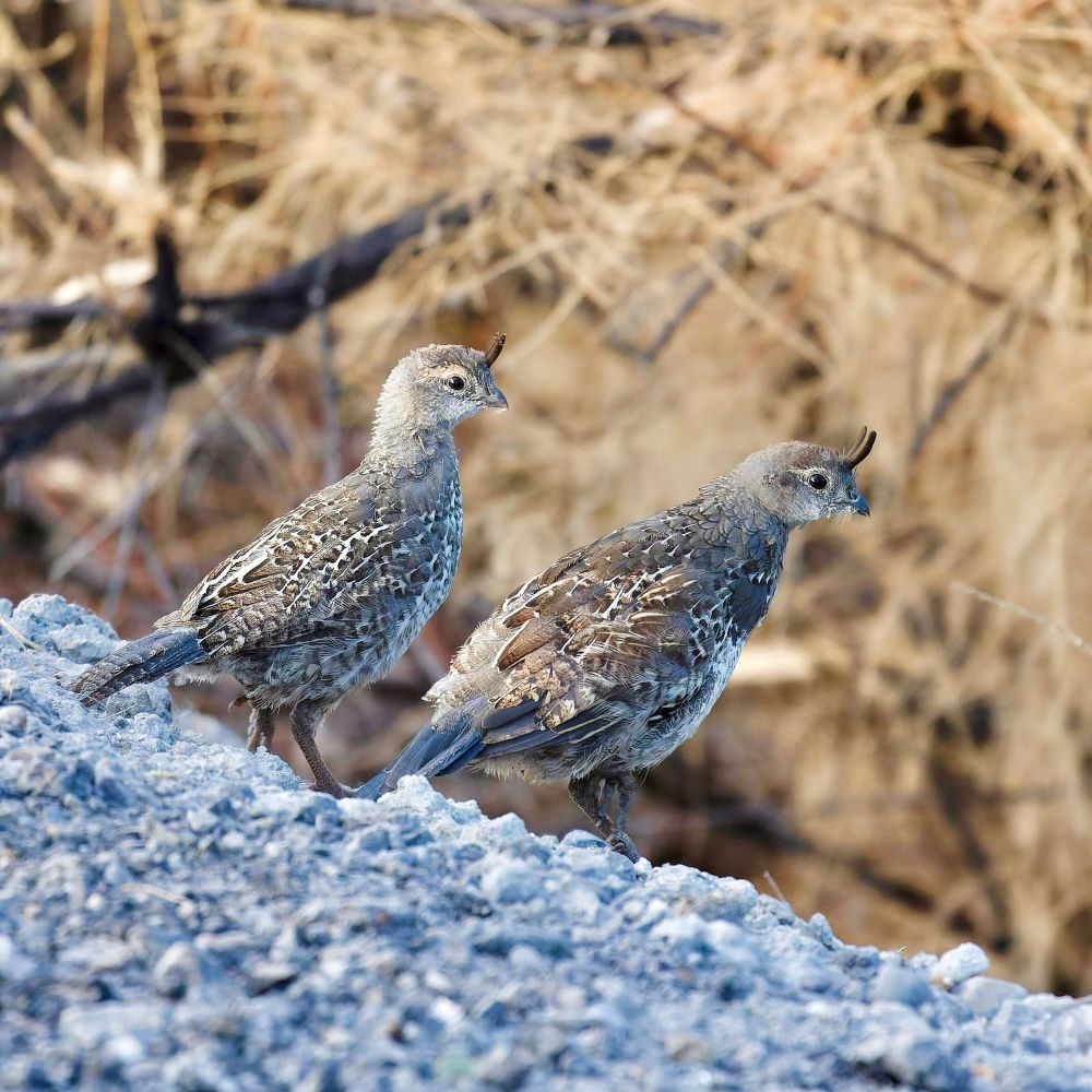 A pair of small birds standing on a ledge. They have little “binks” of feathers on their foreheads. 
