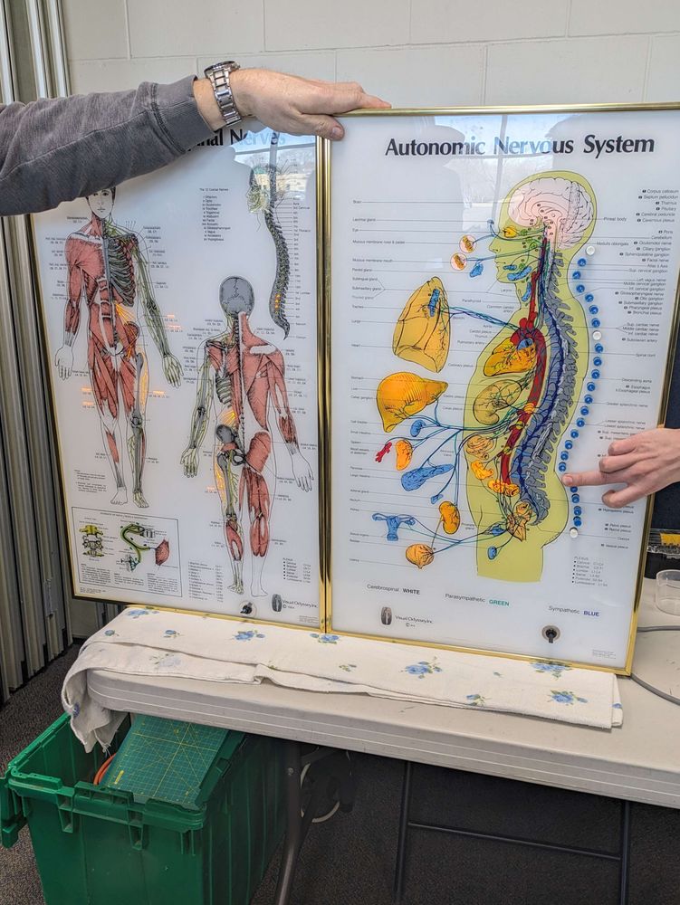 A diagram of the human body from different perspectives on two separate frames. One has buttons down the spine. There are aspects of both diagrams lit up from behind based on which button is pressed.