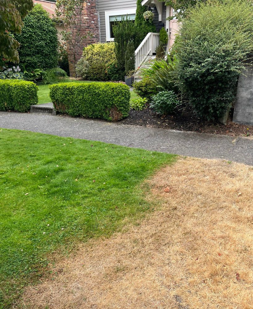 Boundary of two lawns, where one is watered and green, the other dead and brown.