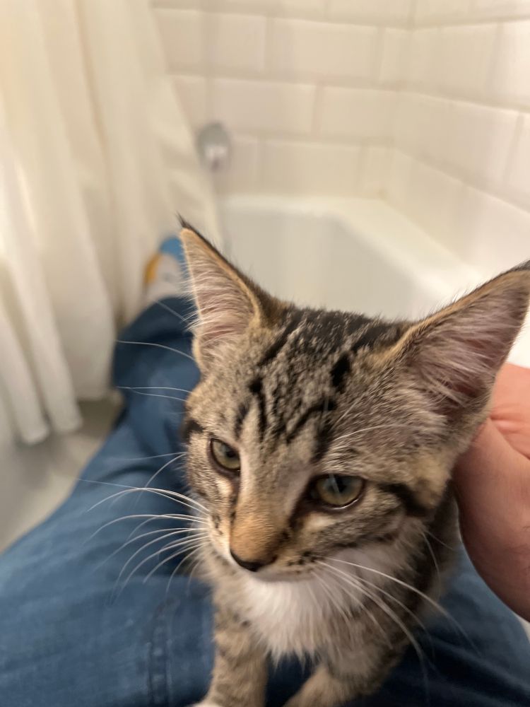 A small grey tabby kitten 