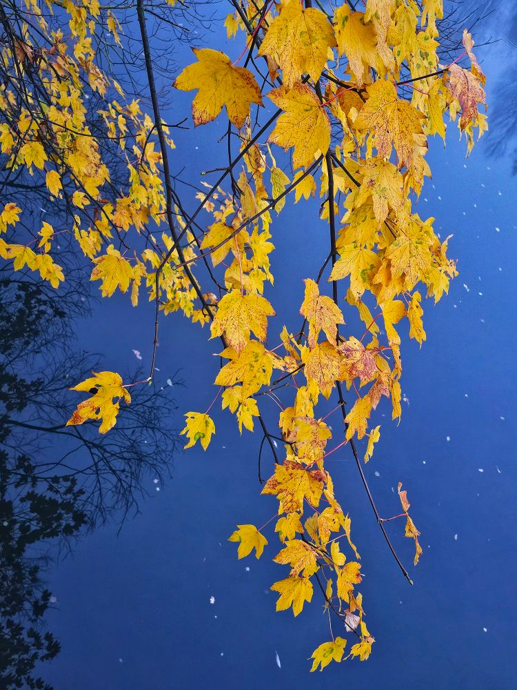 Zarte Äste eines Ahornbaumes (?) Über einem Fluss. Im Wasser spiegelt sich ein anderer Baum.  Das Wasser wirkt blau. Die Blätter des Baumes sind gelb/ Orange.