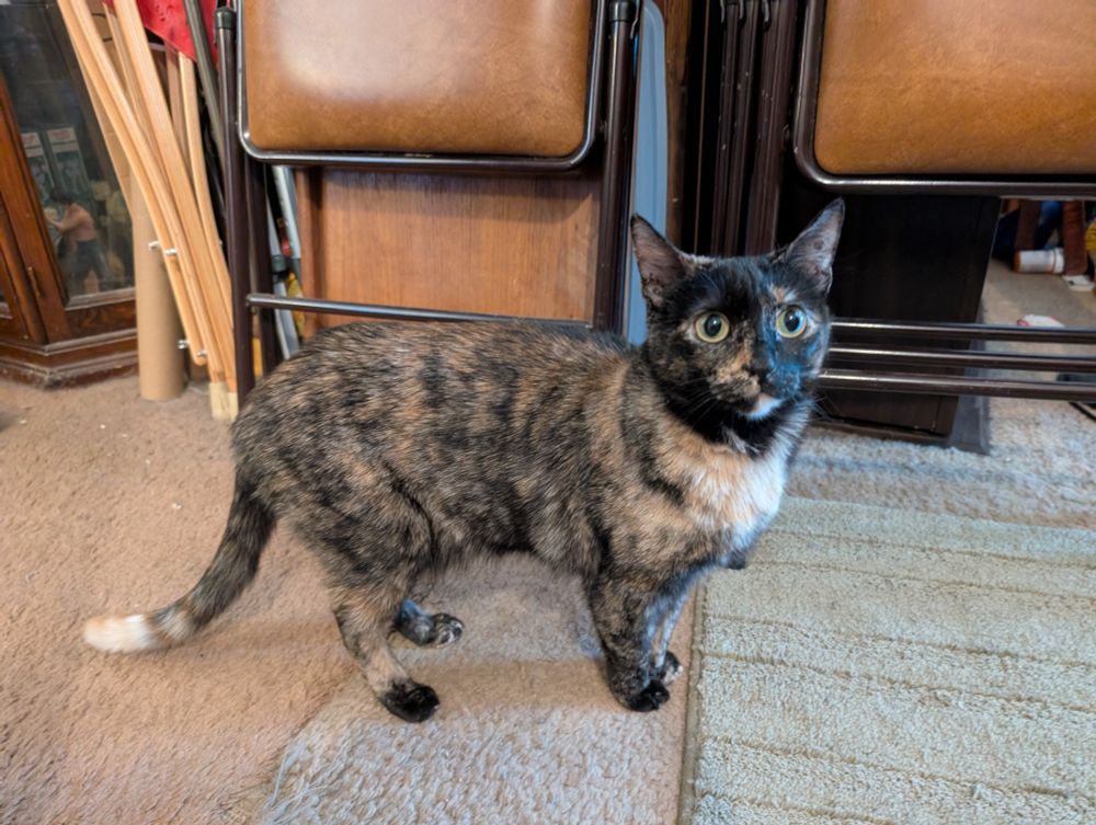 A photo of our tortoise shell cat trying to look innocent.