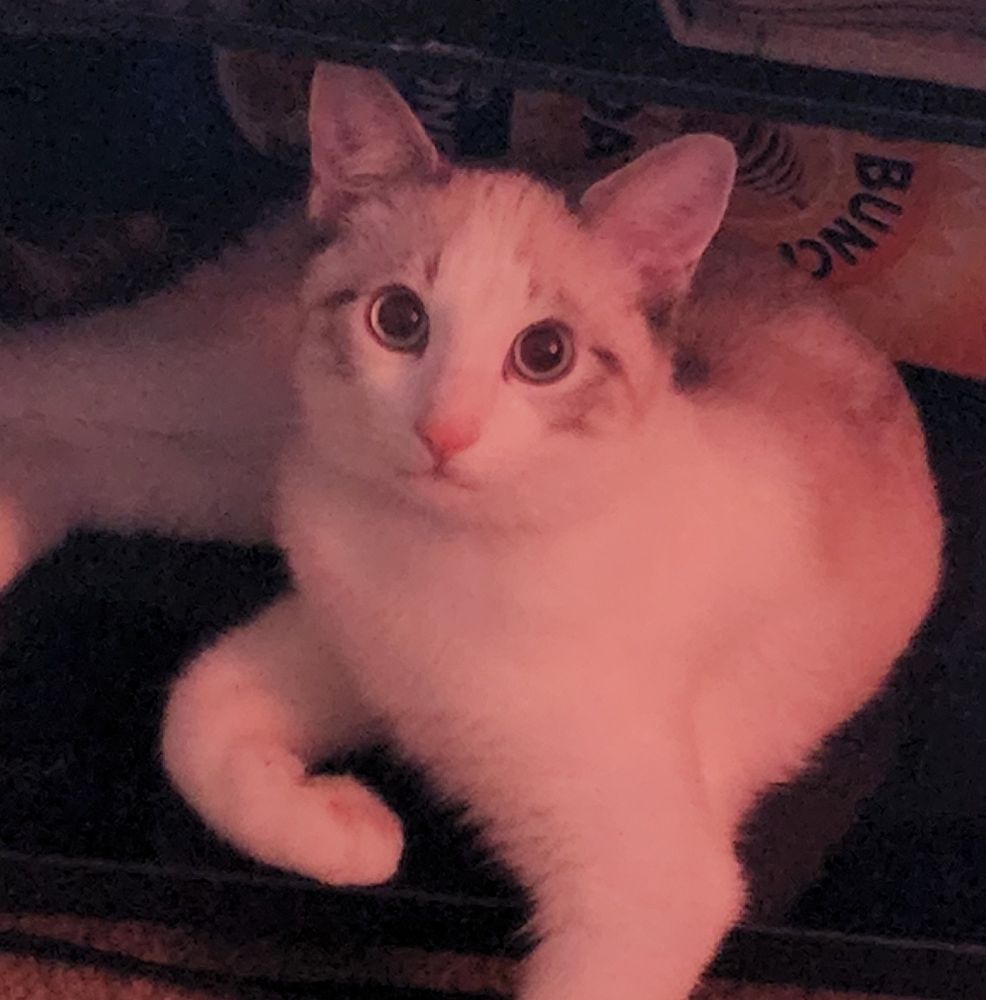 baby baby boy (indy)