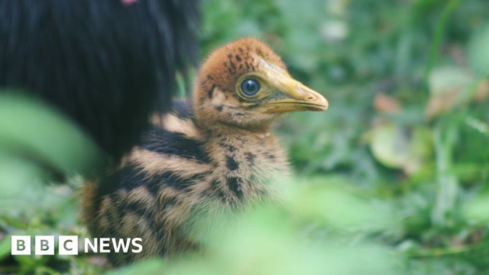 Chick of 'world's most dangerous' bird hatches