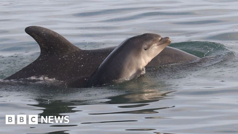 She spotted dolphin in Wales before her death - now it shares her name