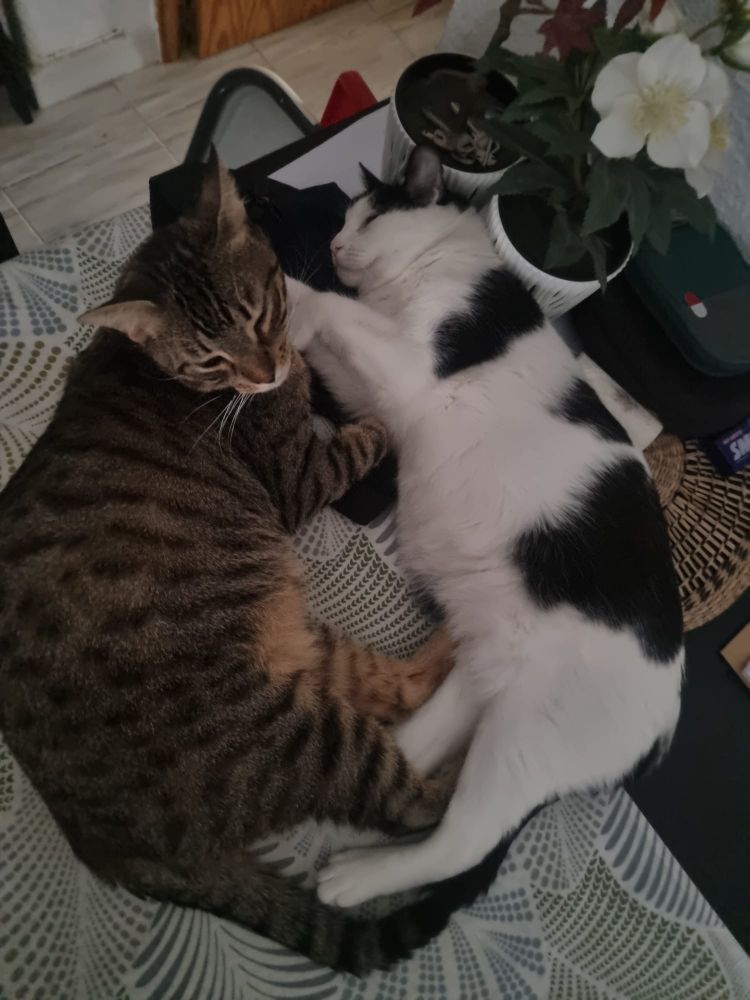 Dos gatos, uno atigrado y el otro vaca, están tumbados dándose mimos en una mesa.