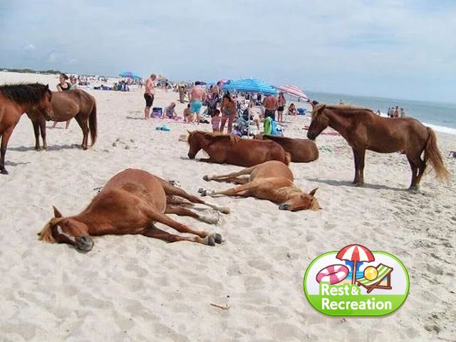 horses straight up lying on the beach with uma musume summer vacation rest & recreation icon