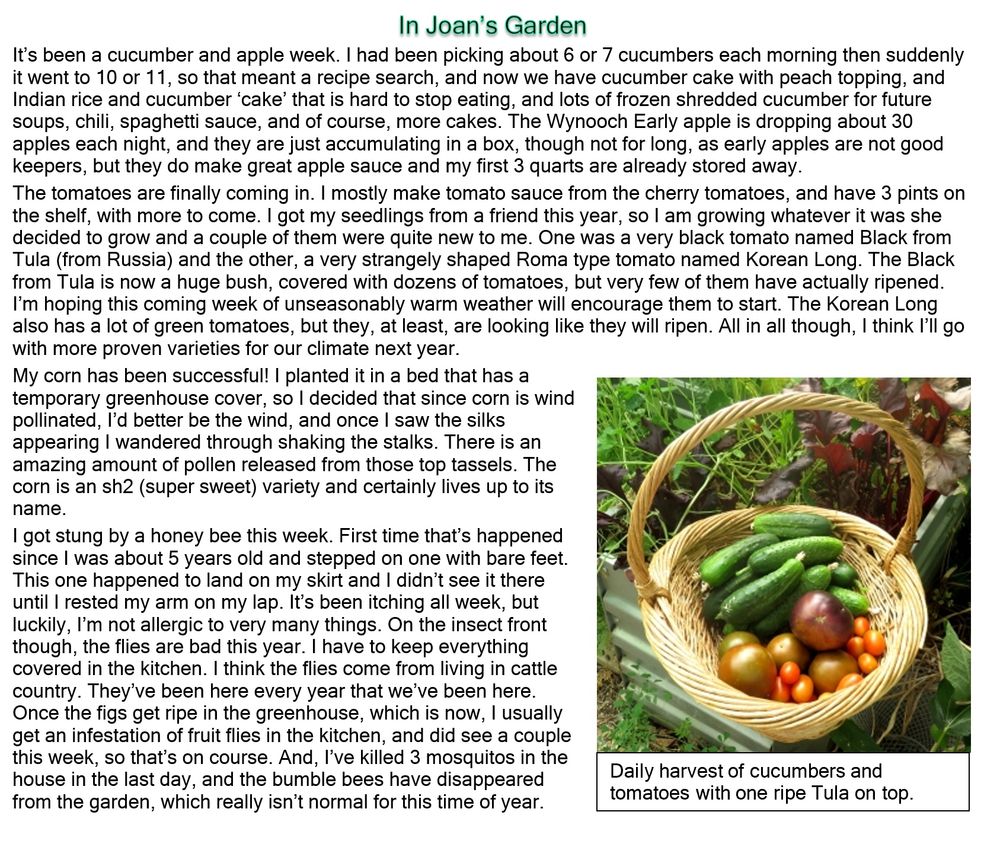 A gardening article about cucumber and apple bounty, the tomato varieties growing this year, success with corn, and being stung by a honey bee.