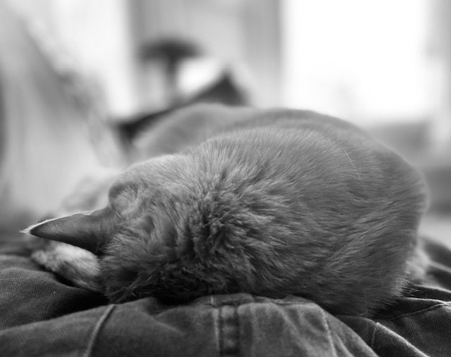 Black and white image of a cat curled up on a lap.
