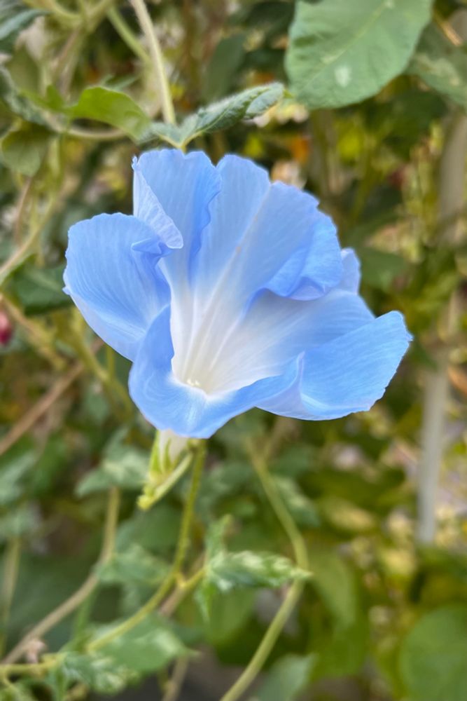 水色の朝顔の花