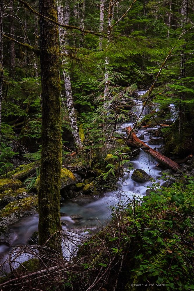 A rushing cascade plummets through a dense green forest.