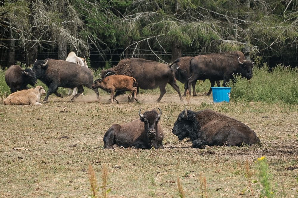 A herd of bison (some sitting, some standing) in a pasture. There are two very light colored bison, 6 dark brown, and one with an orange/red coat.