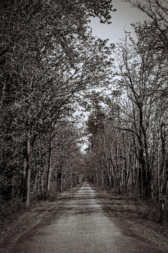 Tall trees just starting to leaf-out line a long straight stretch of gravel two track. Snoqualmie Valley Trail.