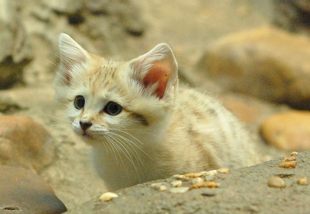 Curious sand cat.