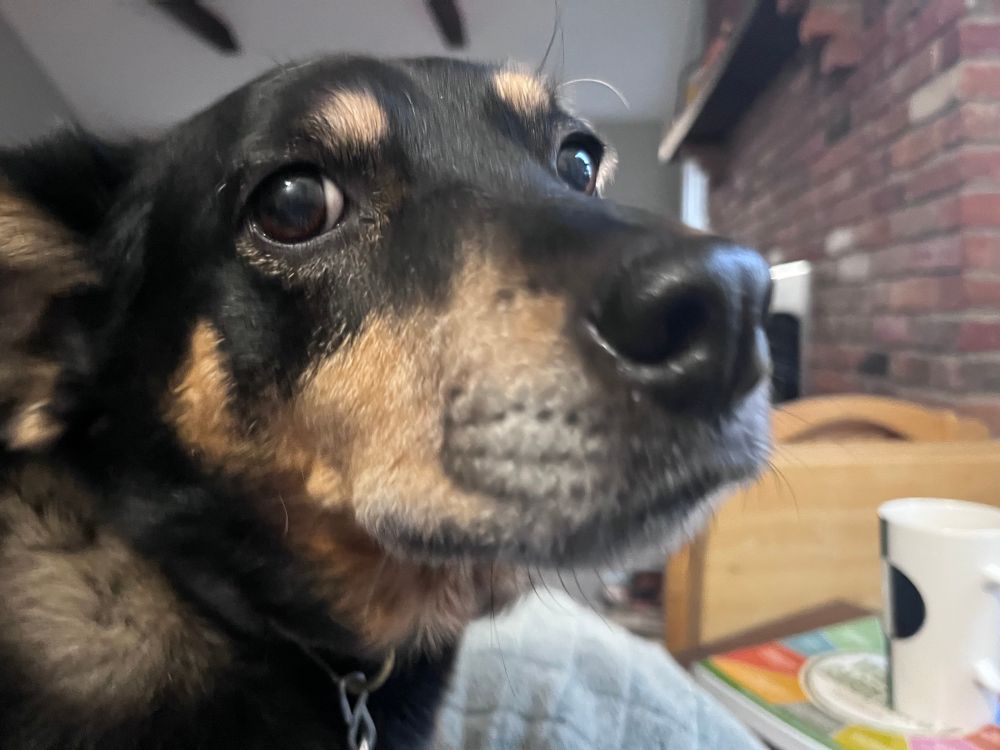 Close up of just the face of a black and brown dog