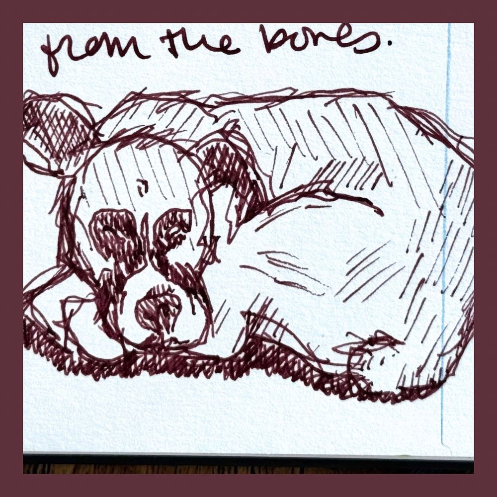 Fountain pen ink sketch of a boxer dog curled in a sleeping pose with his paws under his muzzle