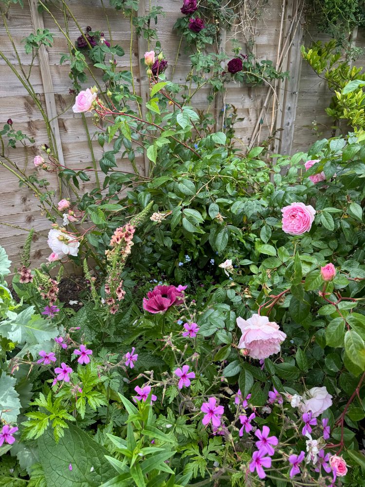 Lots of flowers, mainly different pinks. A great variety, some a bit startling. I’d say pungent but it’s not a visual word! English herbaceous border style. 